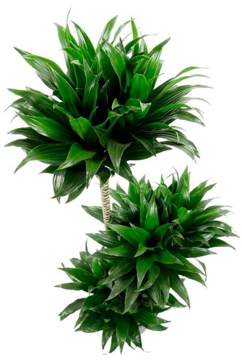 Dracaena Compacta Drakenbloedboom Cm Kopen Planten Nl