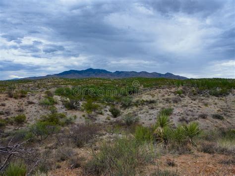 Sonoran Desert Landscape stock photo. Image of plain - 252116364