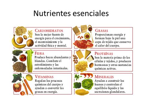 Los nutrientes básicos Guía Medica Familiar