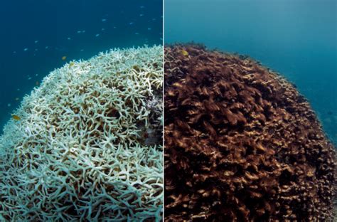 Destruction of Coral Reefs – Needs to be stopped Immediately ...