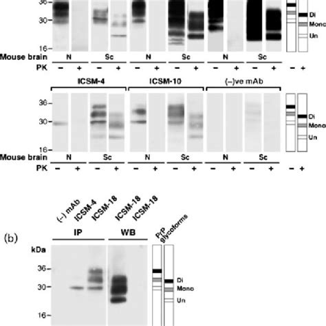 Western Blot Of Brain Homogenates A MAb Binding To Mouse