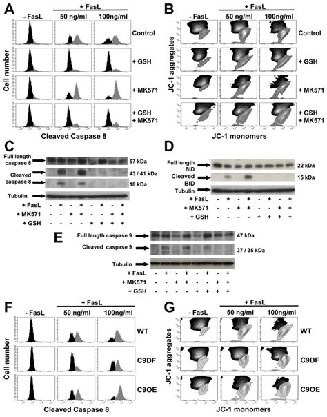 Glutathione Efflux Regulates The Initiator Phase Of Apoptosis Through