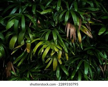 Bush Dark Licuala Spinosa Mangrove Fan Stock Photo