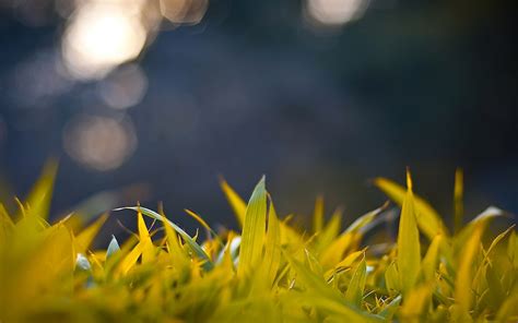 Close Up Photo Of Yellow Grass Field Hd Wallpaper Wallpaper Flare