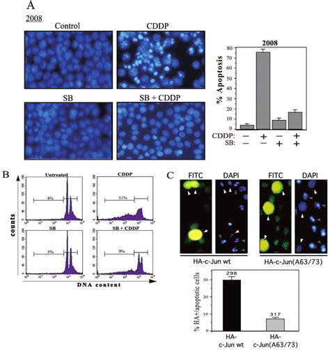 Effect Of The JNK P38 MAPK Inhibitor SB202190 On CDDP Induced Apoptosis