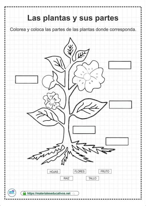 Planta Y Sus Partes Ciclos De Vida De Las Plantas Ciclo De Vida De Las Plantas Crecimiento