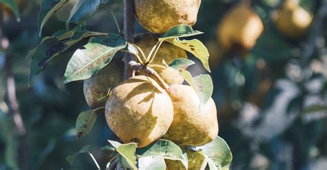 Unripe Fruits on a Tree · Free Stock Photo