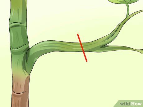 How To Prune A Schefflera Plant Steps With Pictures Wikihow