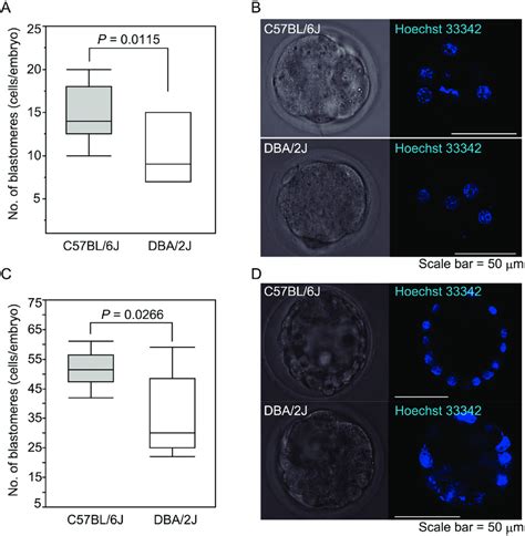 The Numbers Of Blastomeres In C57bl6j And Dba2j Embryos A Morula Download Scientific