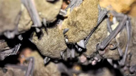 Facts About Bats For Kids Bats Diet And Habitat