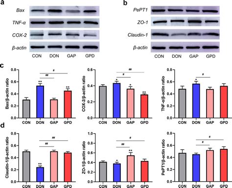 Effects Of Gap On Inflammation Apoptosis Tight Junction Protein And