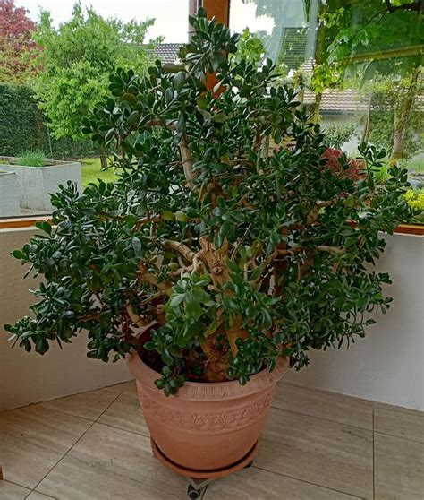 Geldbaum Crassula Ovata Kaufen Auf Ricardo