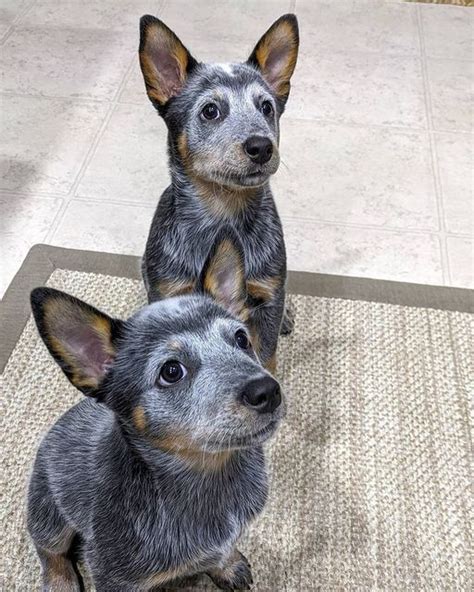 Adorable Blue Heeler Puppies