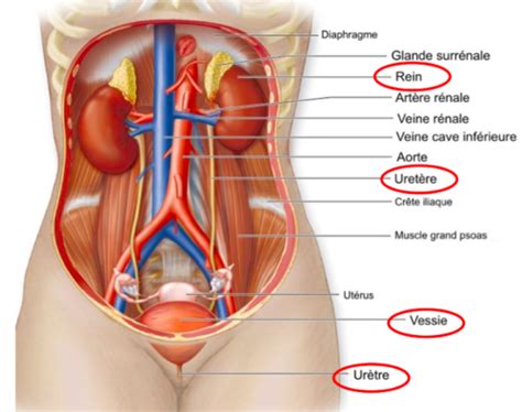 système urinaire Flashcards Quizlet