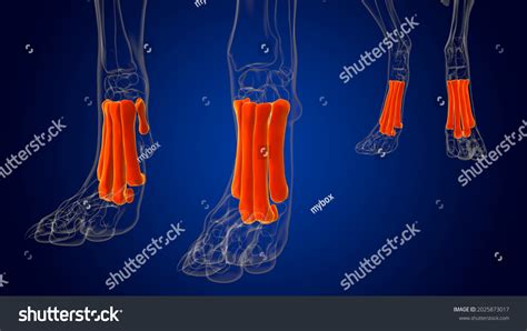 Metatarsal Bones Dog Skeleton Anatomy Medical Stock Illustration ...