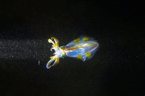 Elusive Deep-Sea Creature Big Fin Squid Spotted 20,000 Feet Under the Sea | Nature World News