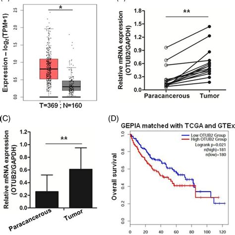 OTUB2 Is Upregulated In Liver Cancer Cell Lines And Knockdown Of OTUB2