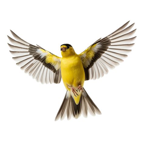 Beautiful Flying American Goldfinch Transparent Background Bird