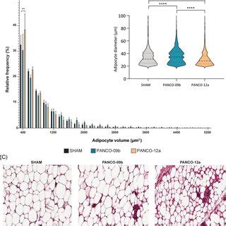 Analysis Of White Adipose Tissue Histology A Relative Frequency