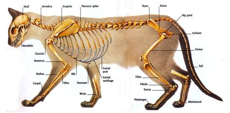 Anatomie De Kattensite