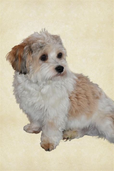 Portrait Of A Young Havanese Dog Stock Image Image Of Longhair Breed