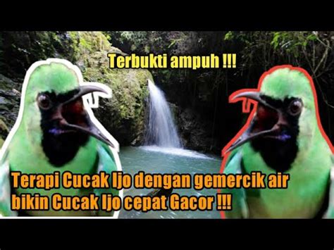 Terapi Cucak Ijo Biar Gacor Cocok Untuk Cucak Ijo Stres Dan Cucak Ijo