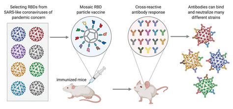 Vaccine Induces A Cross Reacti Image Eurekalert Science News Releases