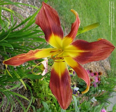 Plantfiles Pictures Daylily Royal Flycatcher Hemerocallis By