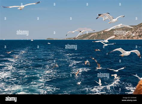 Seagulls Flying Over Sea Hi Res Stock Photography And Images Alamy