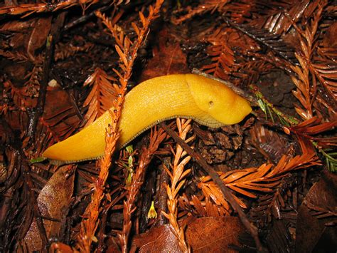 Banana Slug The Banana Slug Uc Santa Cruz S Mascot Found Flickr