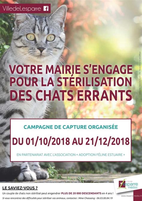 Campagne de stérilisation des chats errants Portail Officiel de la