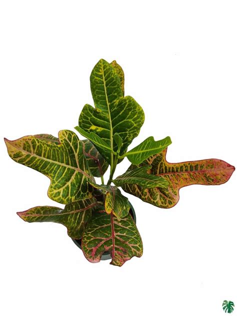 Buy Oakleaf Croton Peppyflora