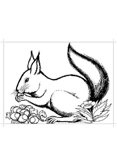 Шаблон белочки - 73 фото