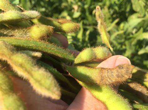 Soybean Disease Update August 21 2016 Mississippi Crop Situation