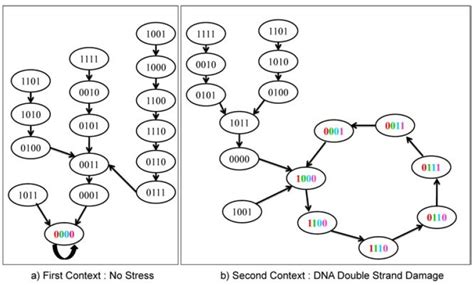 A network governing the response of p53 to DNA double strand breaks ... 