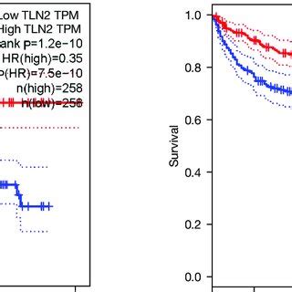 Tln Downregulated In Clear Cell Renal Cell Carcinoma Ccrcc A