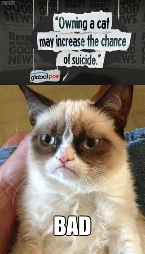 The No Grumpy Cat | Reverse Memes | Know Your Meme