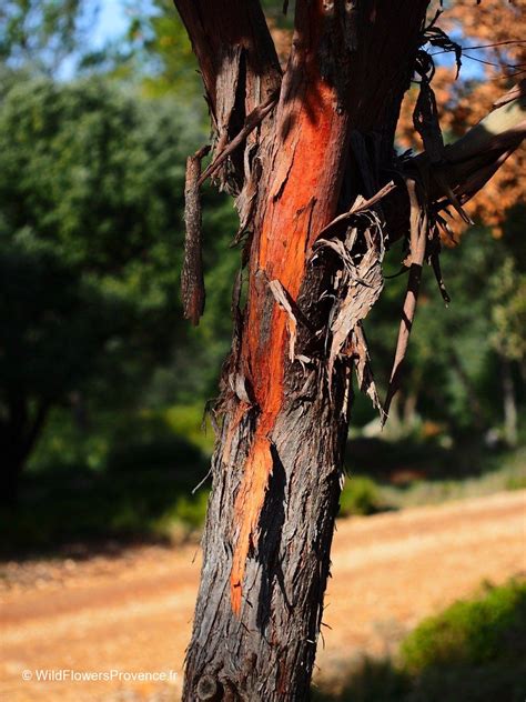 Eucalyptus camaldulensis - wild in Provence