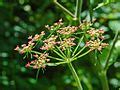 File:Apiaceae - Heracleum sphondylium.JPG - Wikipedia