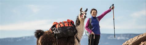 Packing Llamas Llama Adventures Wilderness Ridge Trail Llamas