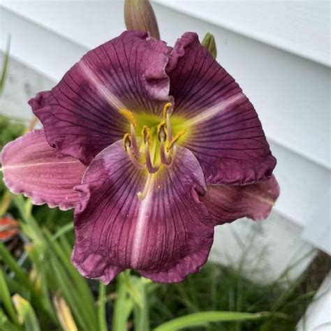 Daylily Hemerocallis Ring Nebula In The Daylilies Database