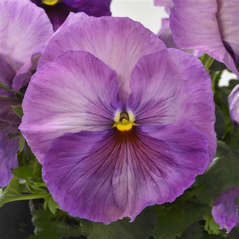 Viola Wittrockiana Lavender Blotch Shades Schneider BV Schneider