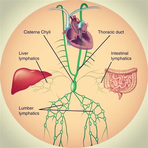 Which Of The Following Organs Does Not Contain Lymphatic Tissue