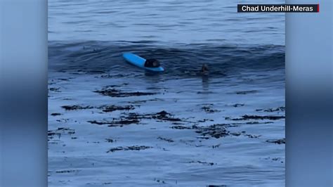 Like A Scary Movie Sea Otter Takes Surfers Board Off California