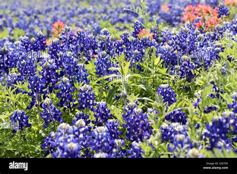 Texas Bluebonnets in Ennis Stock Photo - Alamy