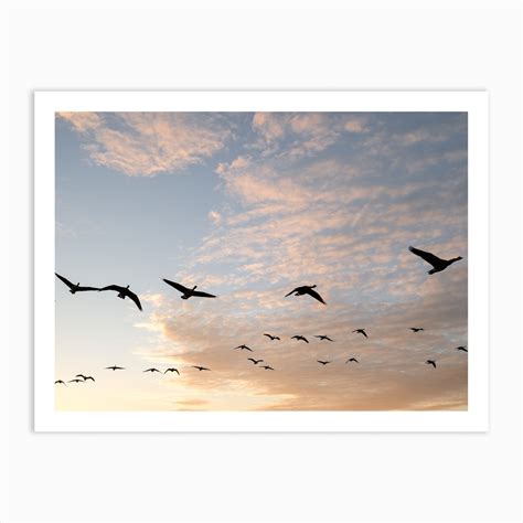 Sunset Bird Silhouette Art Print by Sarah Froome Photography - Fy