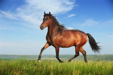 Brown Horse Images