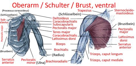 Muskel Brachioradialis Yogabuch