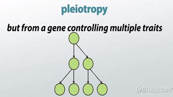 Pleiotropy: Definition & Examples - Video & Lesson Transcript | Study.com