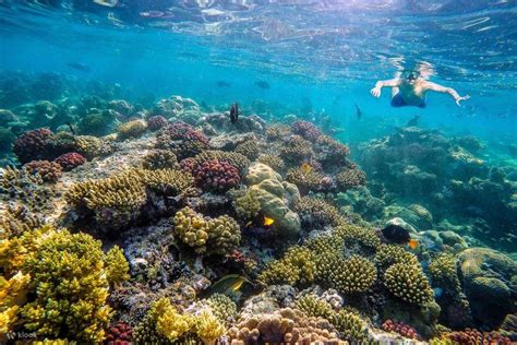 Discover Sharm El Naga S Underwater World On A Full Day Snorkeling Tour